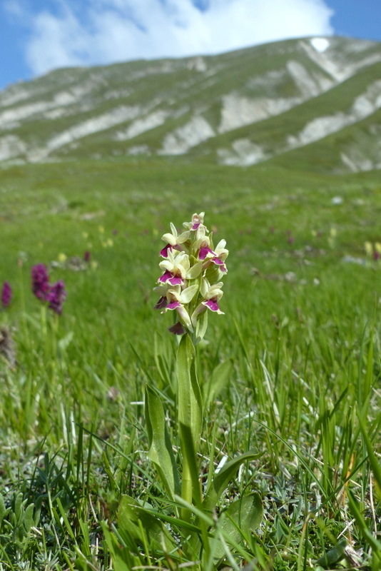 Dactylorhiza sambucina f. chusae  Parco Nazionale del Gran Sasso  giugno 2023.